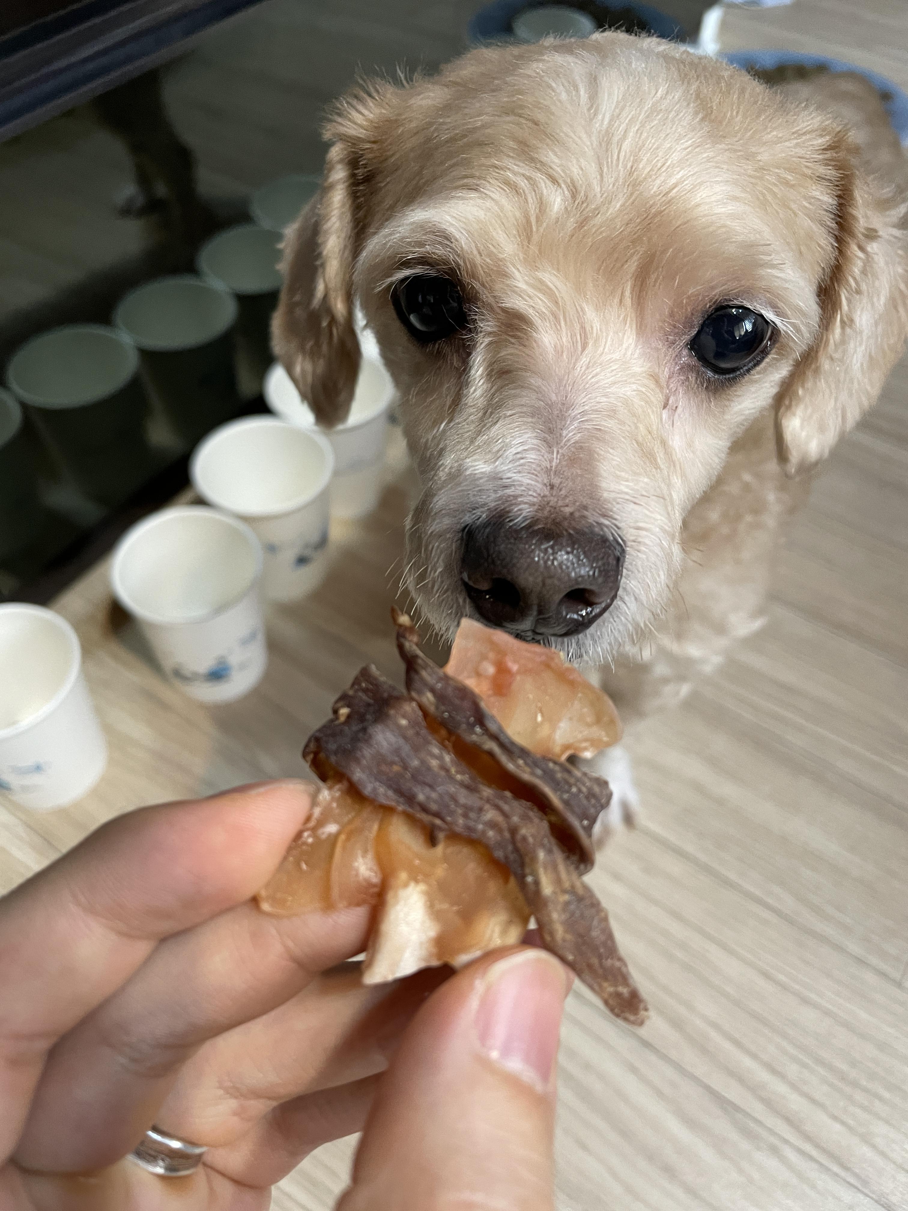 건식 소 연골말이 기다리는 강아지