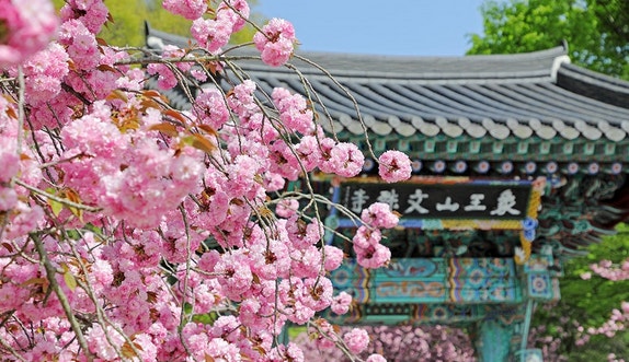 서산 문수사 겹벚꽃