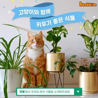 고양이에게 안전한 식물_3