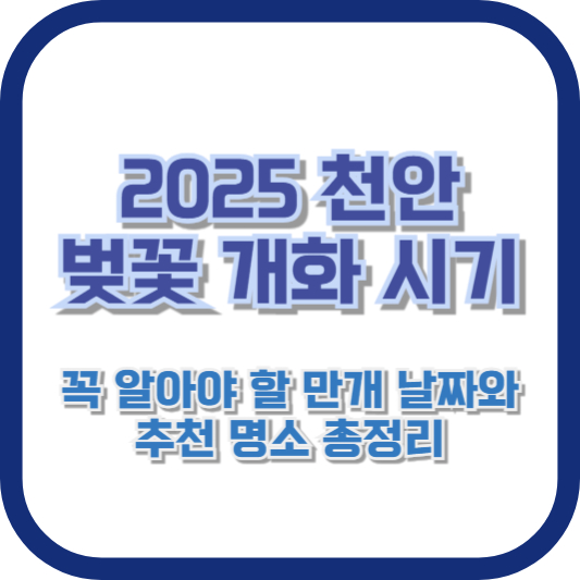 [2025 천안 벚꽃 개화 시기] 꼭 알아야 할 만개 날짜와 추천 명소 총정리