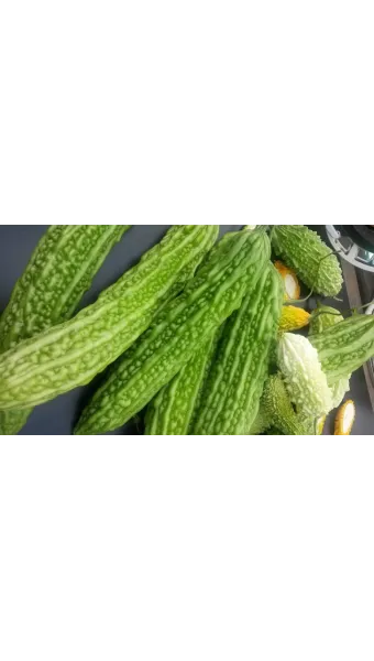 여주 재배 그늘 관리 수분 공급 여름 고온 대책_5