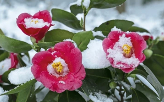 겨울 꽃 동백나무