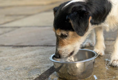 물을 마시는 강아지