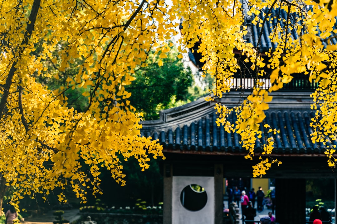 Ginkgo