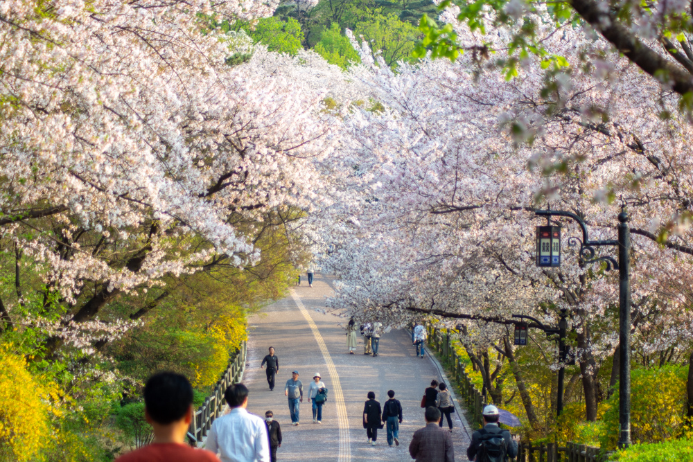 왜 나이들면 꽃 사진을 많이 찍을까?