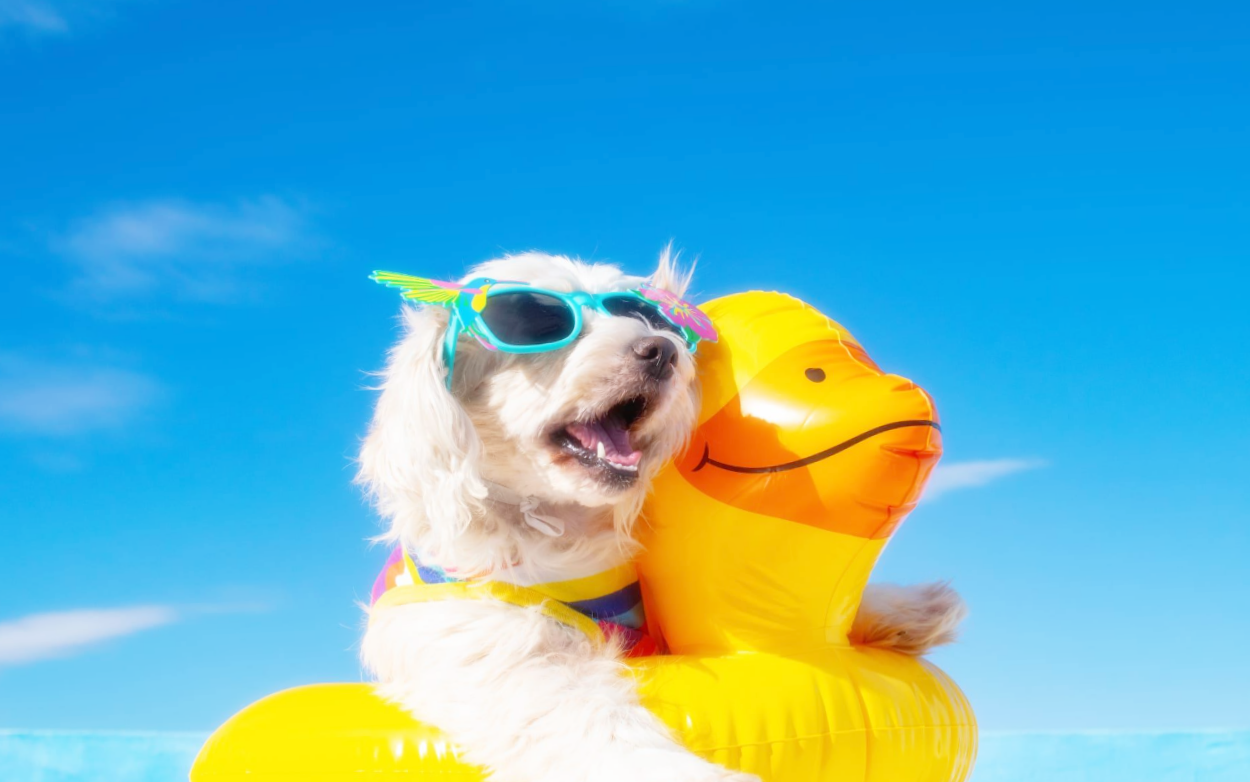 여름 더위 속에서 반려동물을 시원하게 해주는 방법