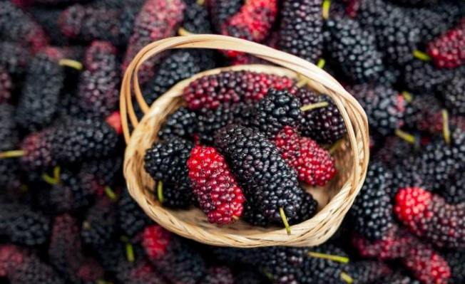 오디 술 담그는법