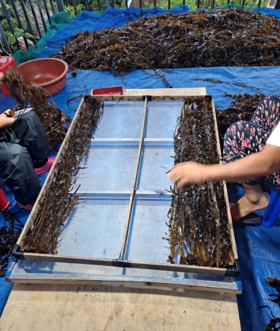 극한직업-맹골도-자연산-돌미역