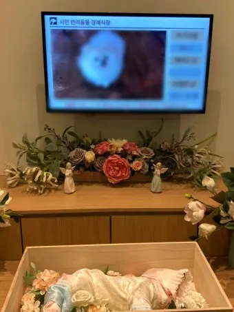 강아지 장례식장 비용 화장 무덤 법적 절차_11