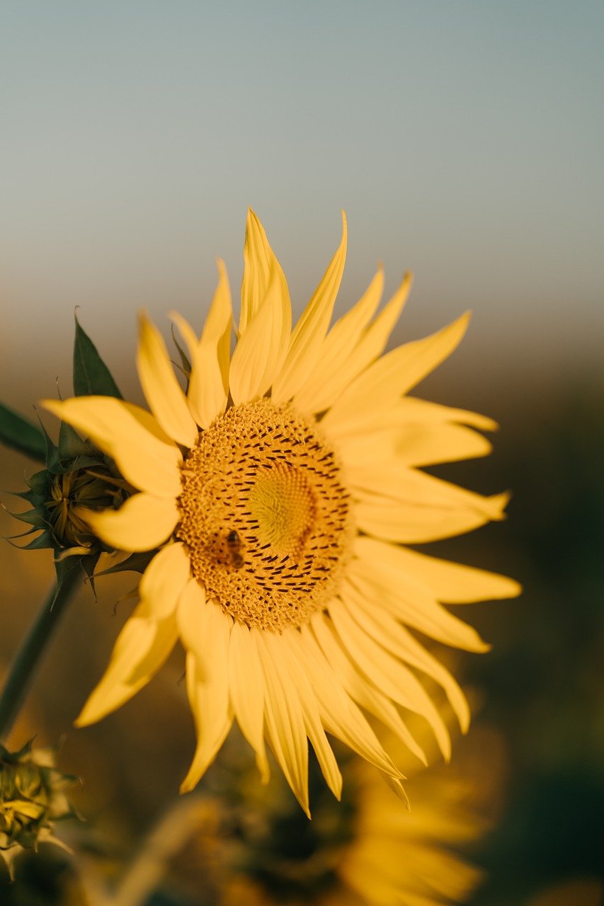 봄 꽃 코스 관련 사진