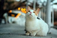 고양이 꿈해몽