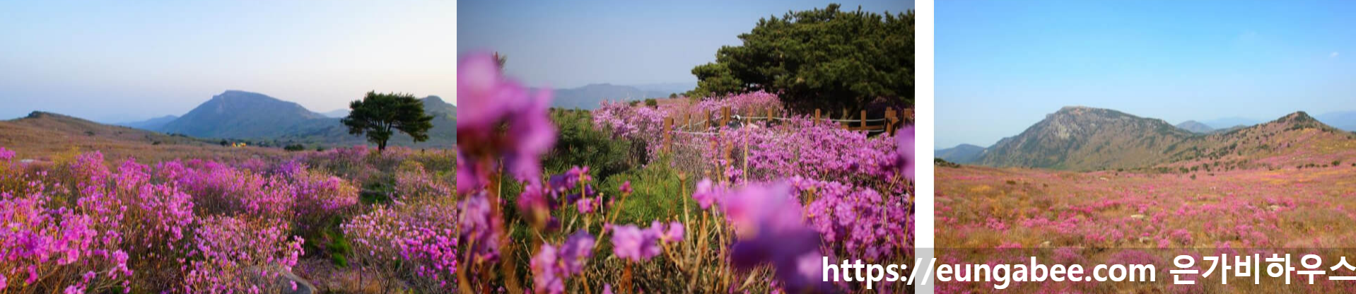 비슬산 진달래 사진