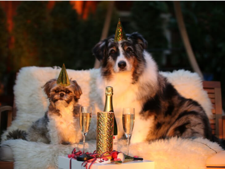 파티하는-강아지-두마리