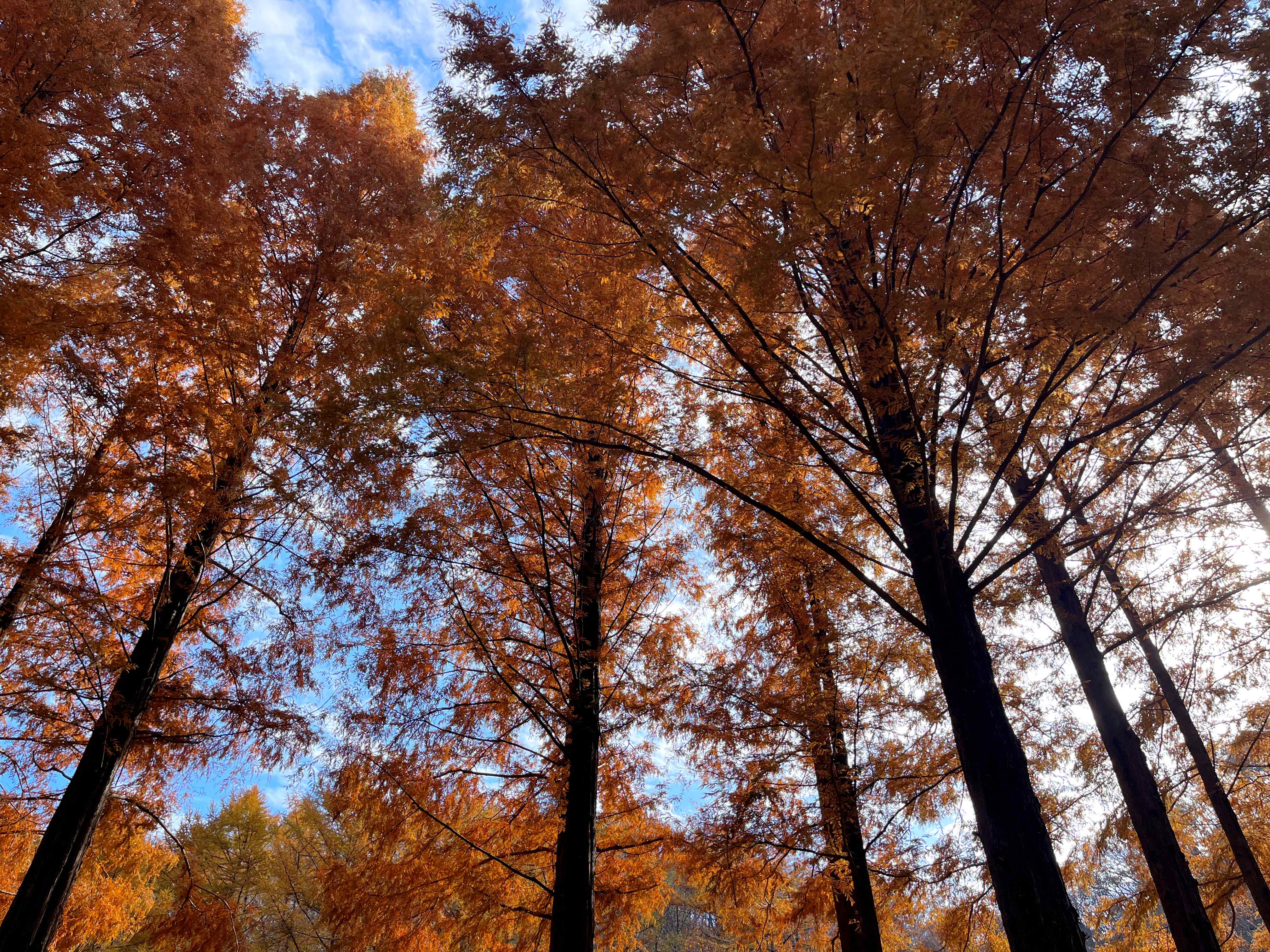 온빛자연휴양림