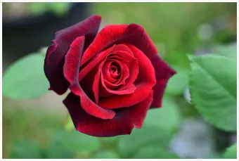 장미 삽목시기 삽목 방법 줄장미 넝쿨장미 색깔별 장미_18