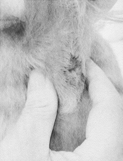 강아지 항문낭 짜주는 시기와 관리방법