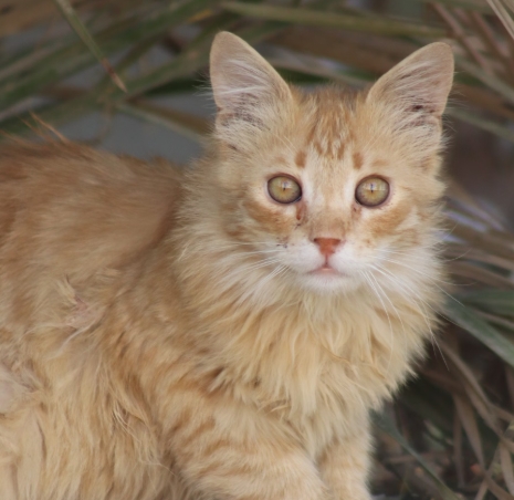 반려견과 고양이 함께 키우는 방법과 주의사항
