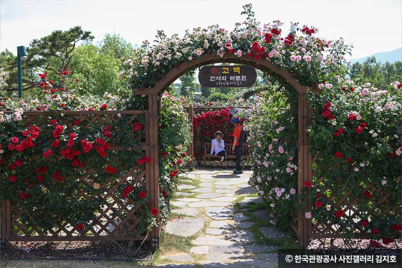 장미축제-천사미로원