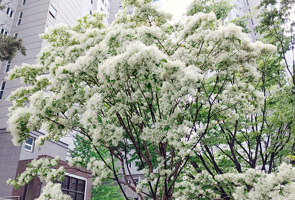 전주 이팝나무 축제