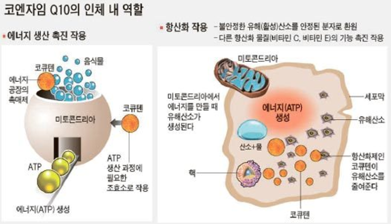 코엔자임 Q10 코큐텐 COQ10 영양제 심혈관 고혈압 스타틴 심장 에너지 미토콘드리아 유비퀴놀 유비퀴논 선택방법 제품추천