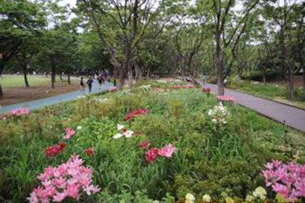 보라매공원 독서쉼터 주변 데크산책로