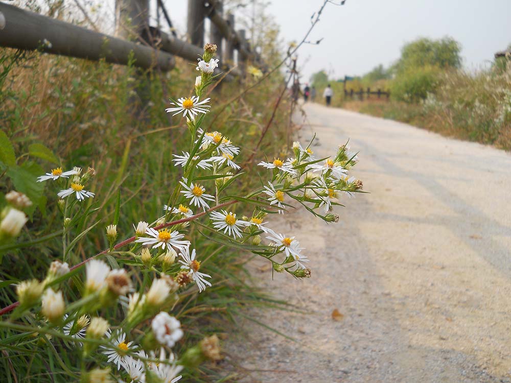 노을공원에서 슬기로운&middot;재미있는&middot;즐거운 산책생활 