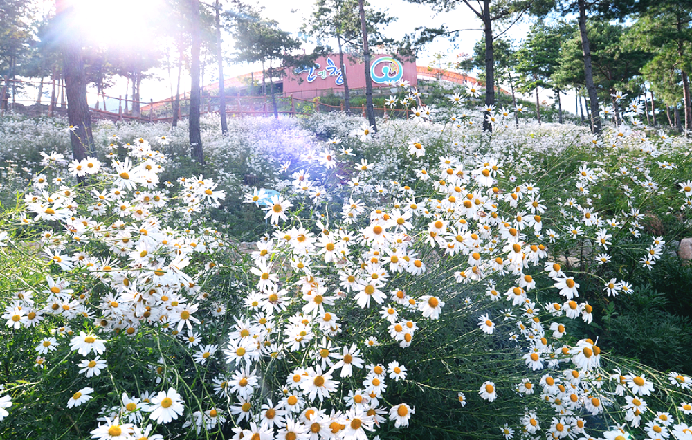 동의보감촌 구절초