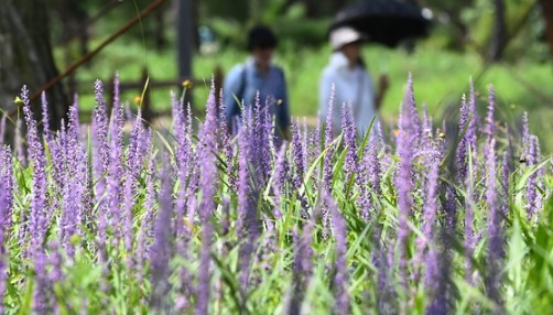볶음맥문동 및 맥문동 차 만드는 법