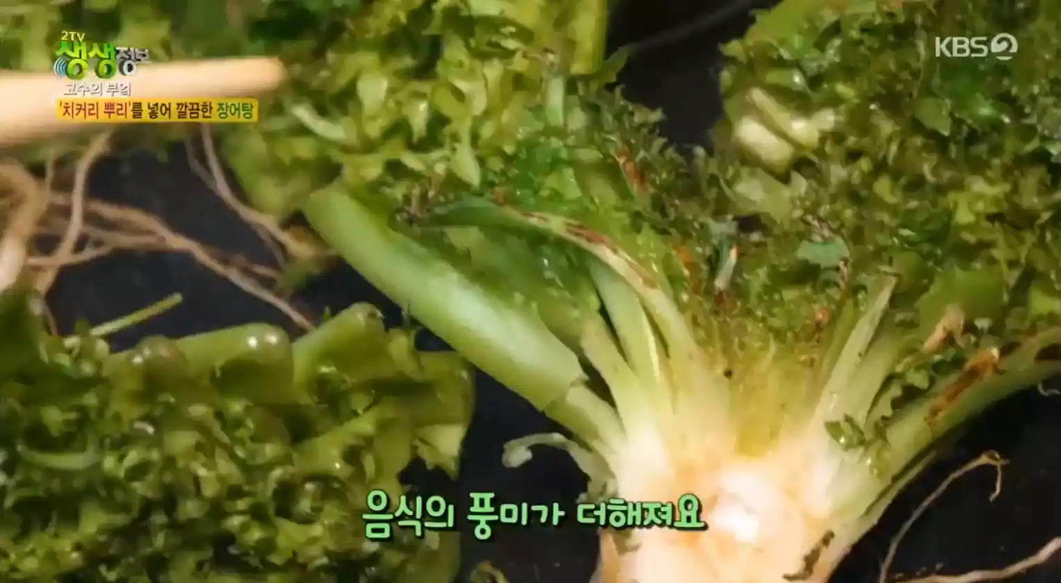 치커리뿌리