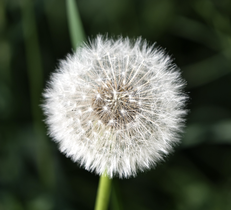 식물 종자의 분산 메커니즘을 모방한 자가조립 구조체