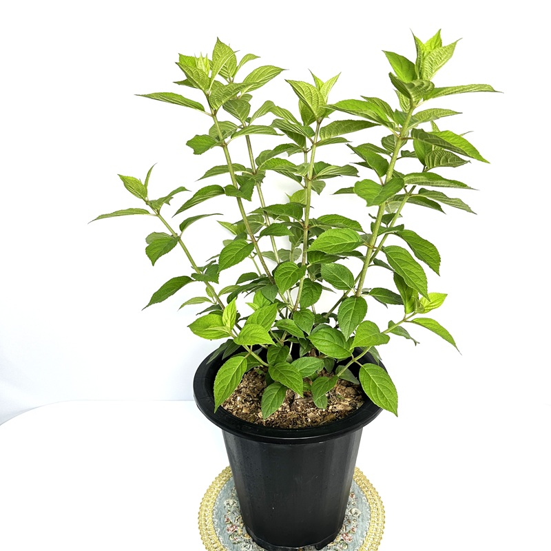 수국 라임라이트 키우기 삽목