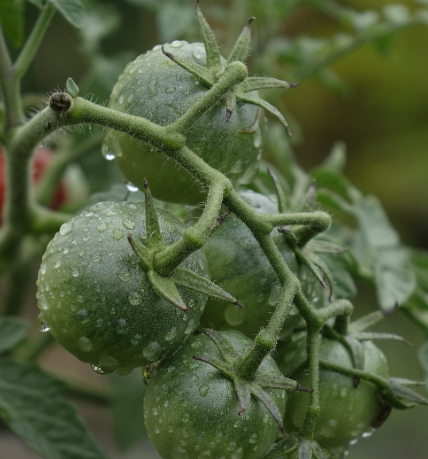 6월 텃밭 작물 추천 토마토