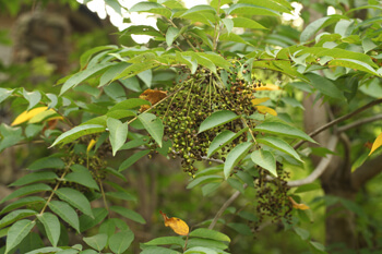 옻나무 póison súmac 사진