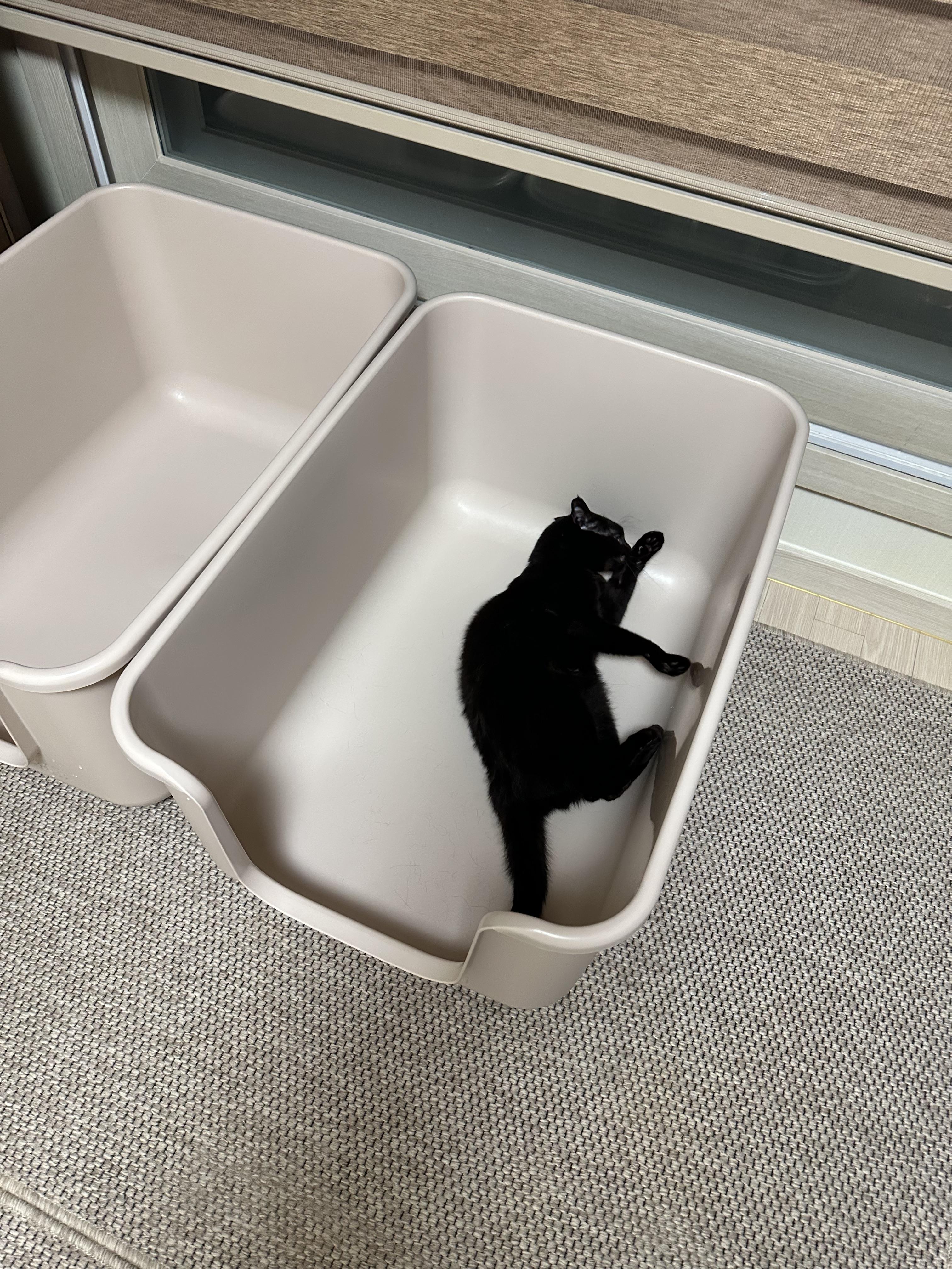 2월 고양이들 화장실 모래 전체갈이 (feat.사이잘룩러그)