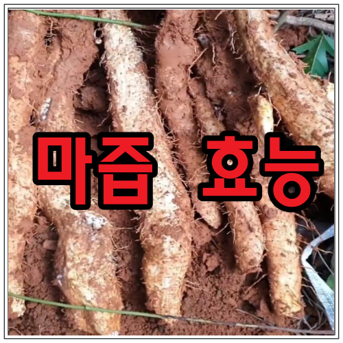 마즙의 효능