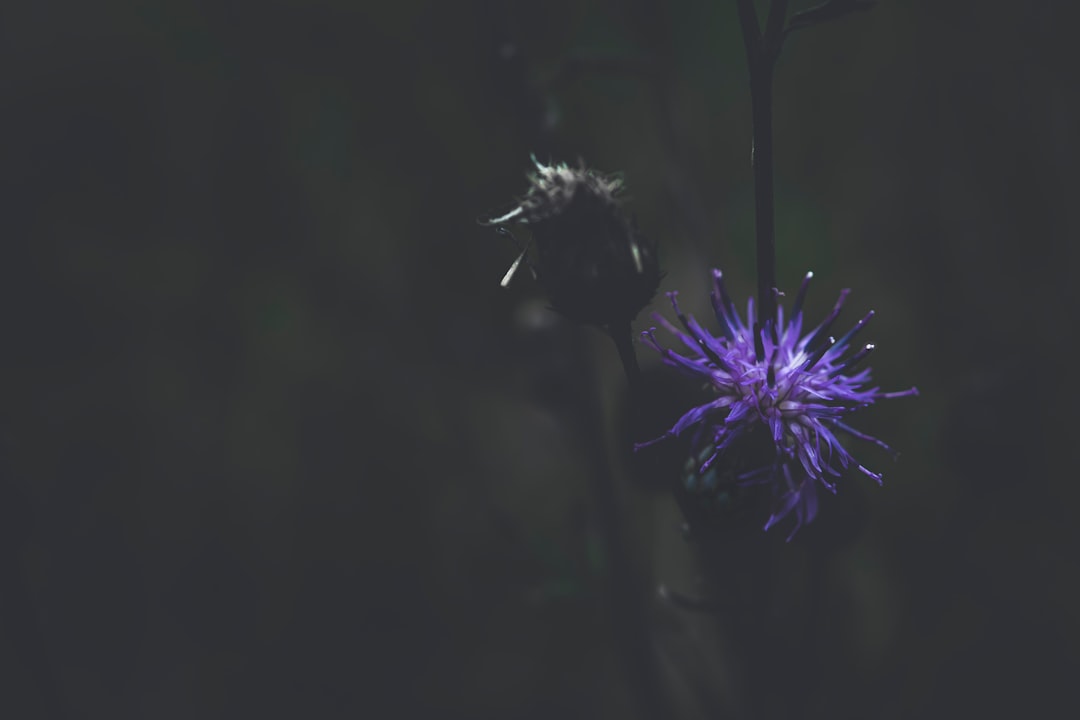 Burdock.