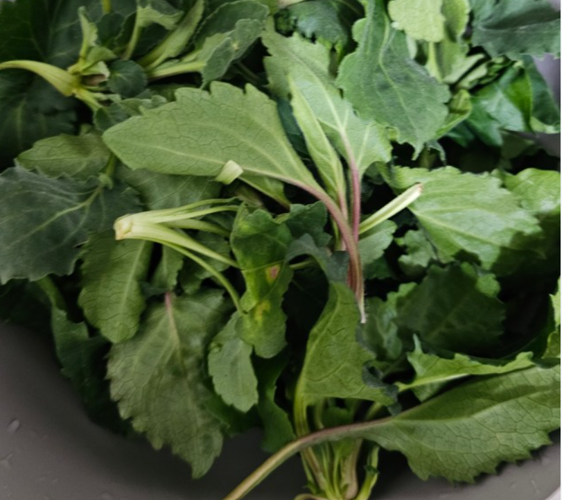 2월 제철음식 취나물 알아보기