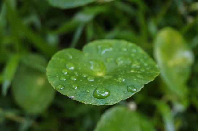 병풀(센텔라아시아티카) 식물 이미지