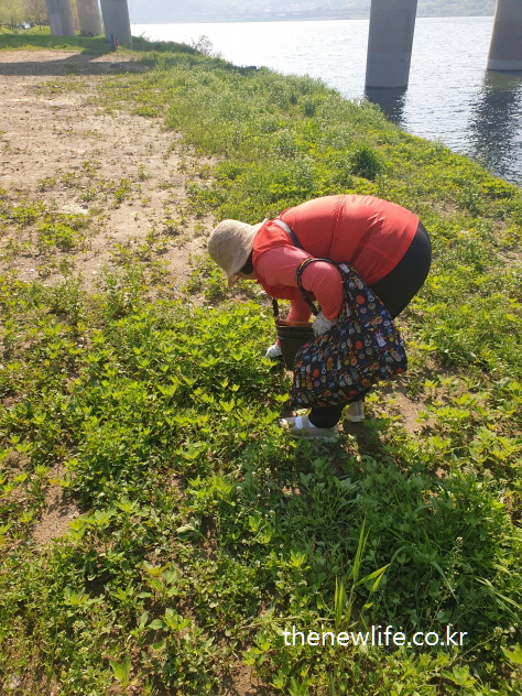 woman harvesting Chenopodium (wild greens) by the riverside in Amsa Ecological Park, Seoul – 서울 암사생태공원 강가에서 명아주 나물을 채취하는 여성의 모습