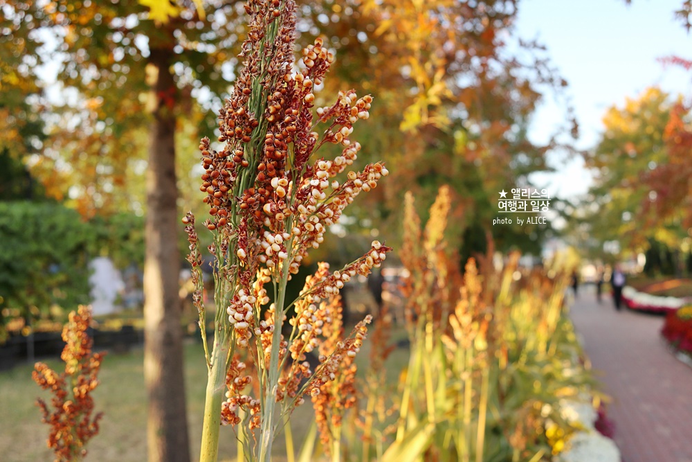 대전 유림공원 유성국화전시회
