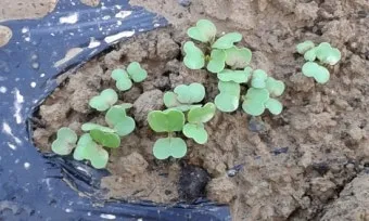 알타리무 파종시기 핵심 포인트_35