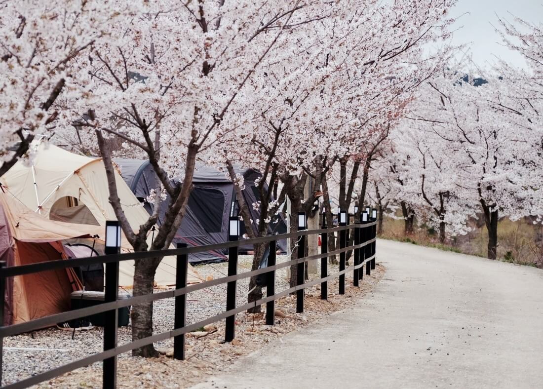 벚꽃 캠핑장