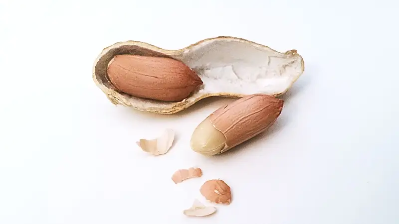 땅콩의 효능