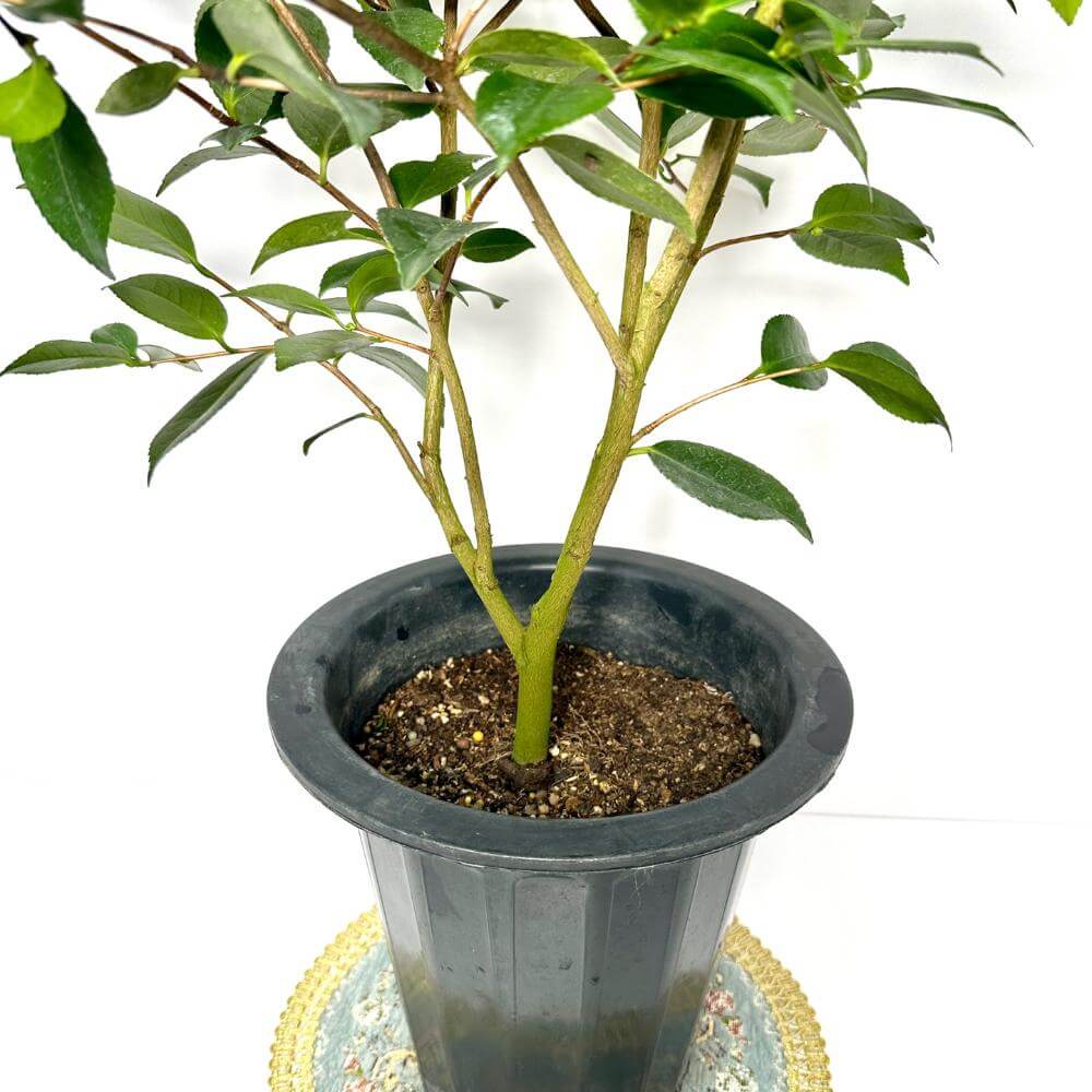 동백나무 키우는방법