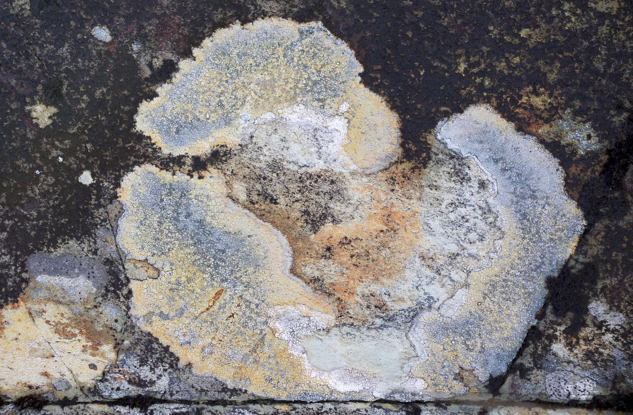 mold basement 관련 사진