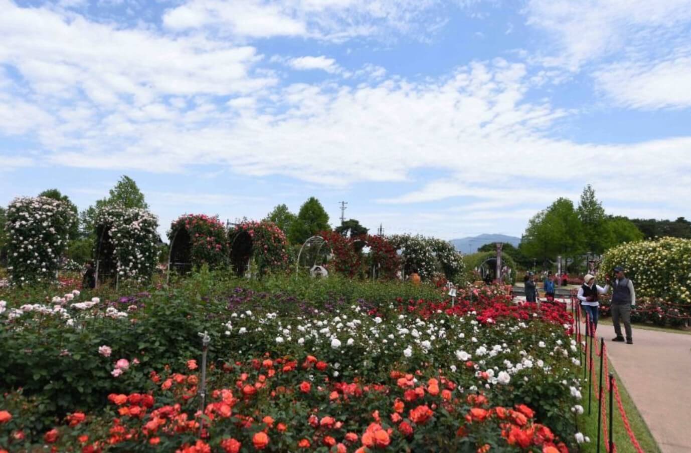 2025 곡성 세계장미축제: