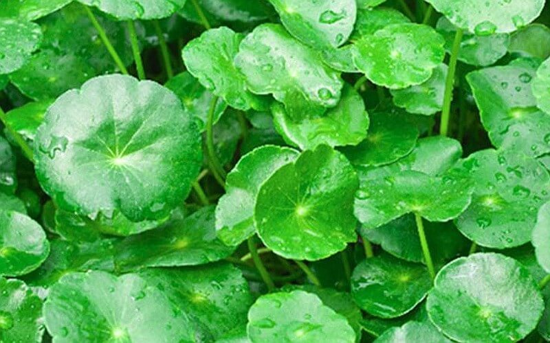 병풀 성분 10&amp;#44;000ppm 함유