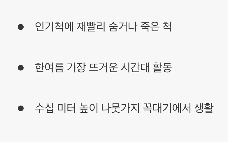 숲속에 숨어버린 신기루