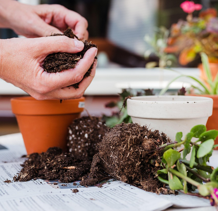 식물 분갈이 준비물과 단계별 과정 예시