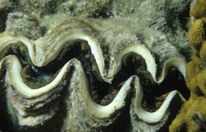 2025년 국민연금 인상률 2025년 국민연금 수령액 인상률